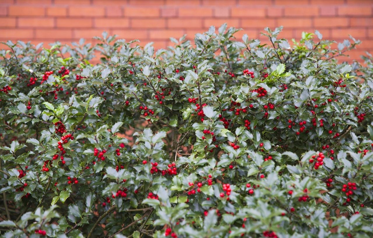 zone 6 hedge