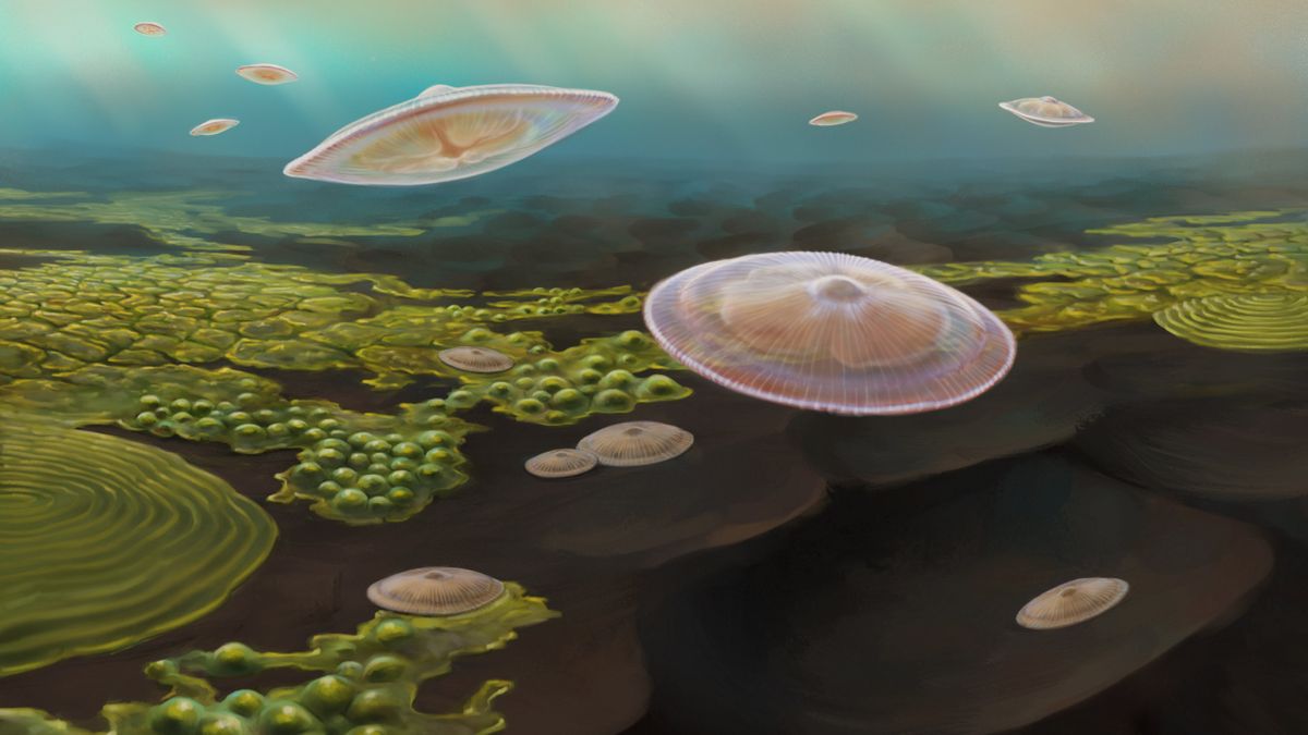 An artist’s impression of what Francevillian Basin &quot;macrofossils&quot; might have looked like if they were alive 2.1 billion years ago. 