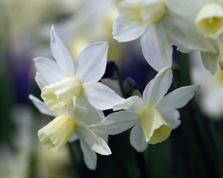 'Toto' daffodil flowers