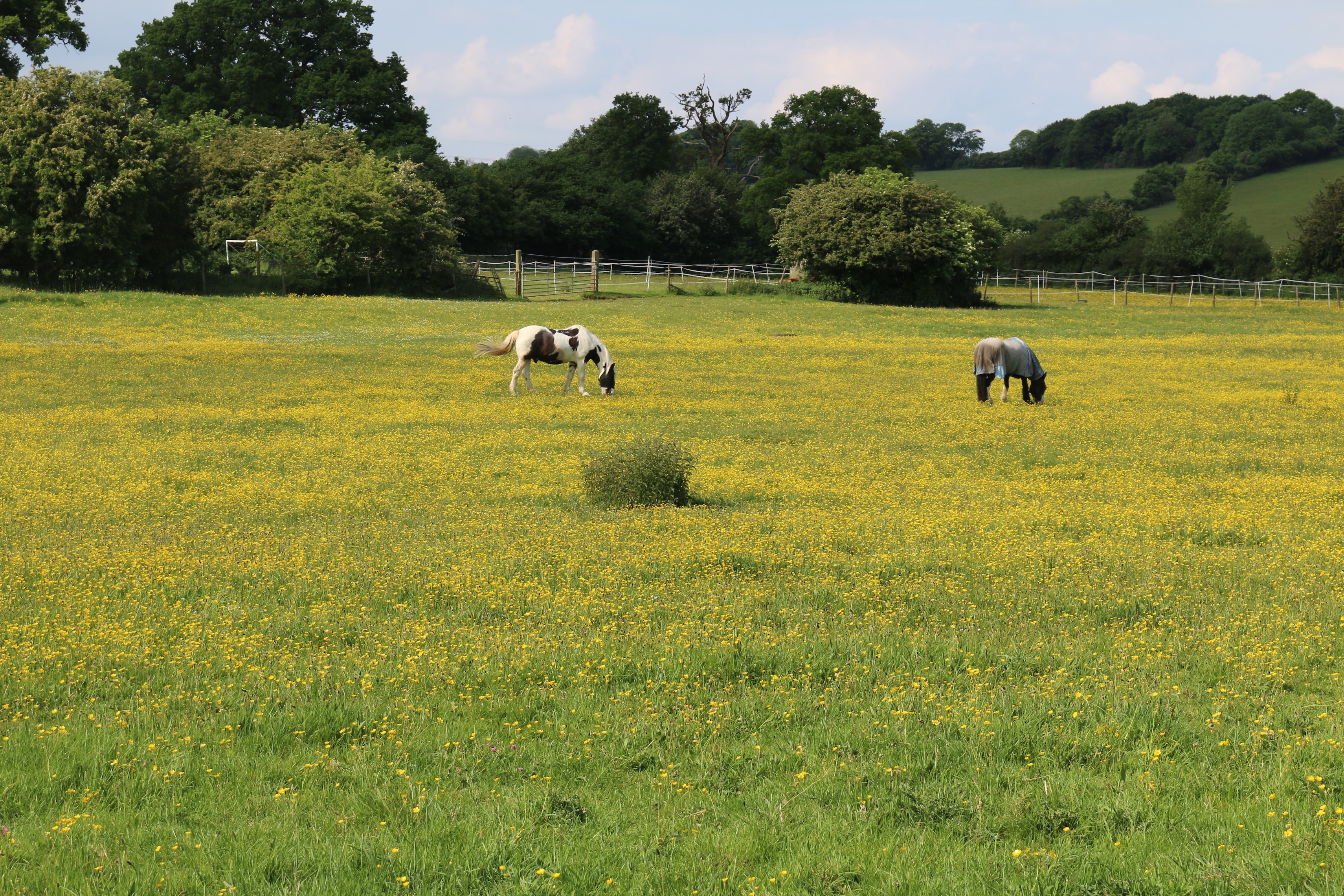 Horses in buttercups copy