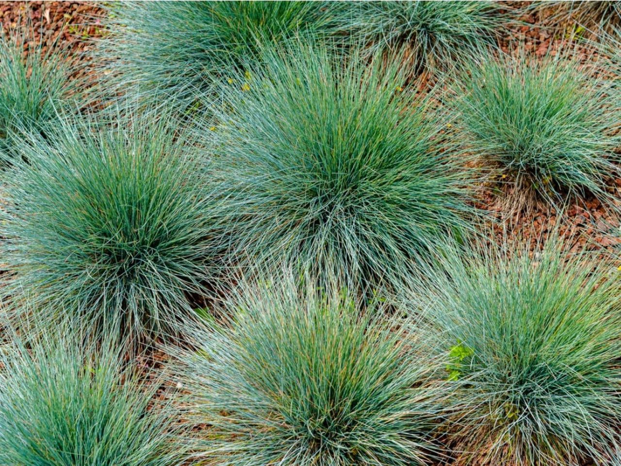 Ornamental Grass In A Northwest Garden