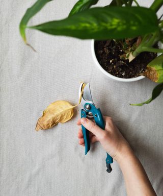 A iar og pruning sheers being used to remove a dead leaf from a plant