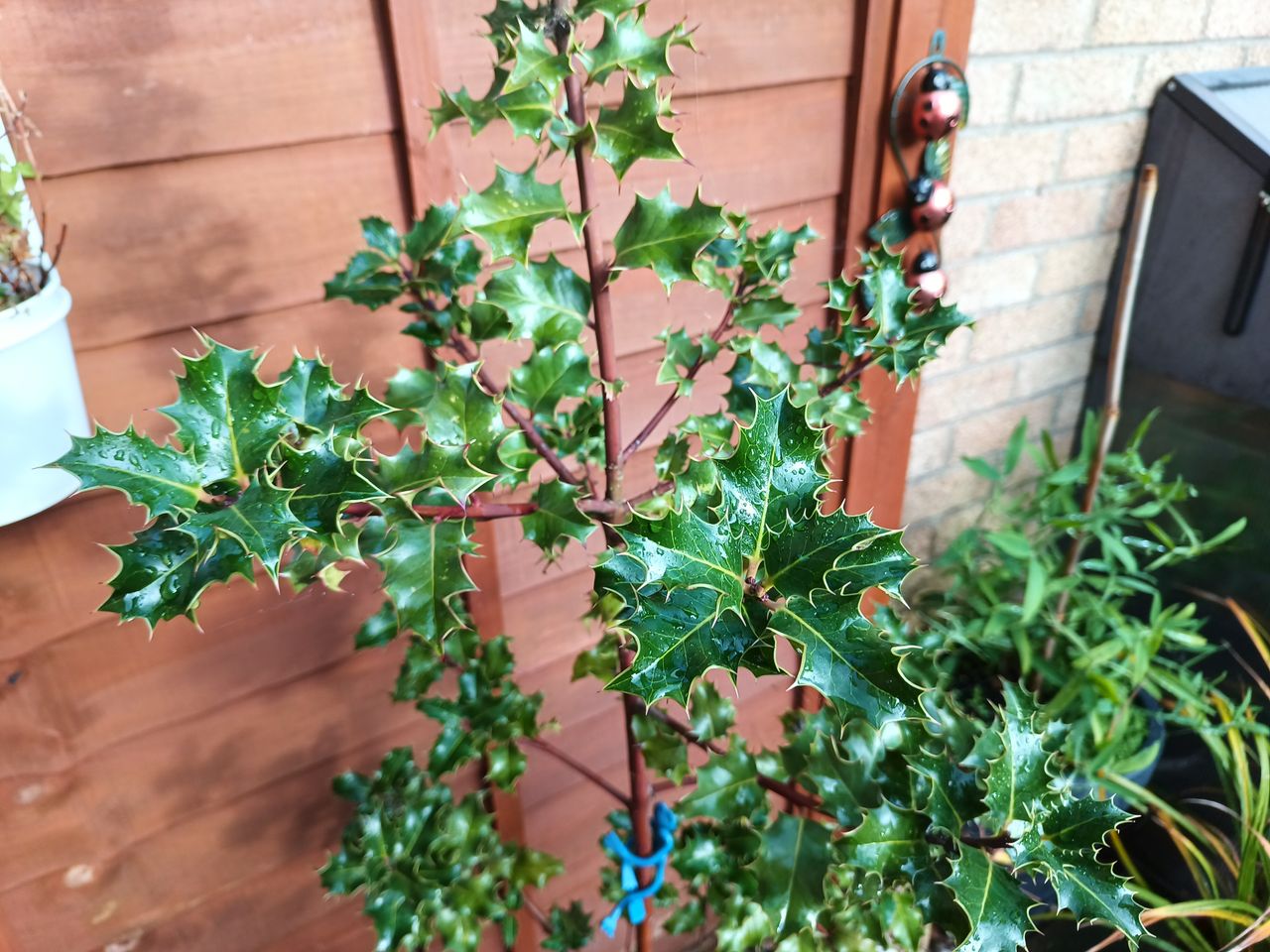 Photo examples from the Oukitel WP30 Pro