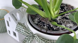 Monstera plant with white mould on top of it