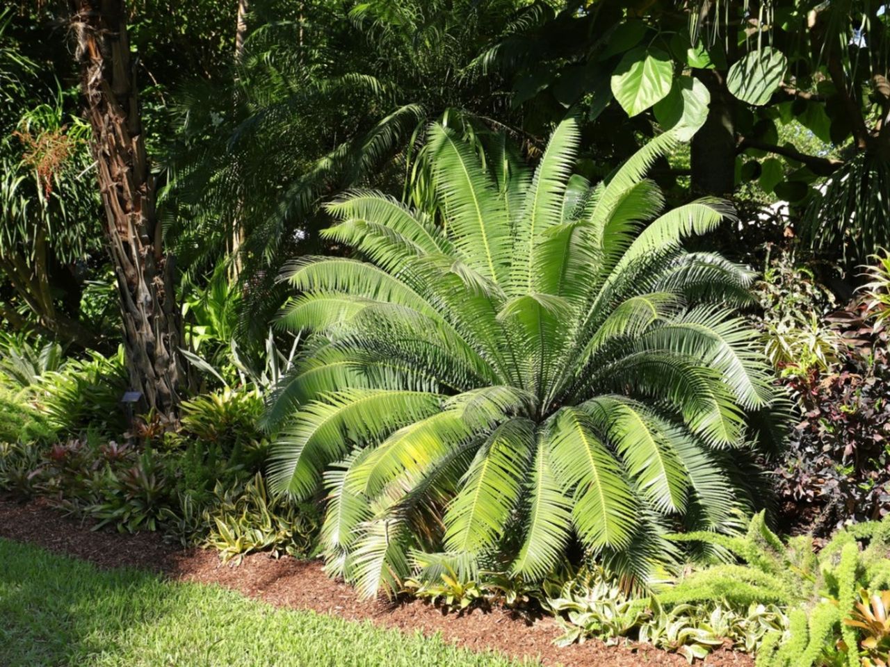 Prehistoric Themed Garden