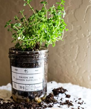 mason jar with thyme herb plant