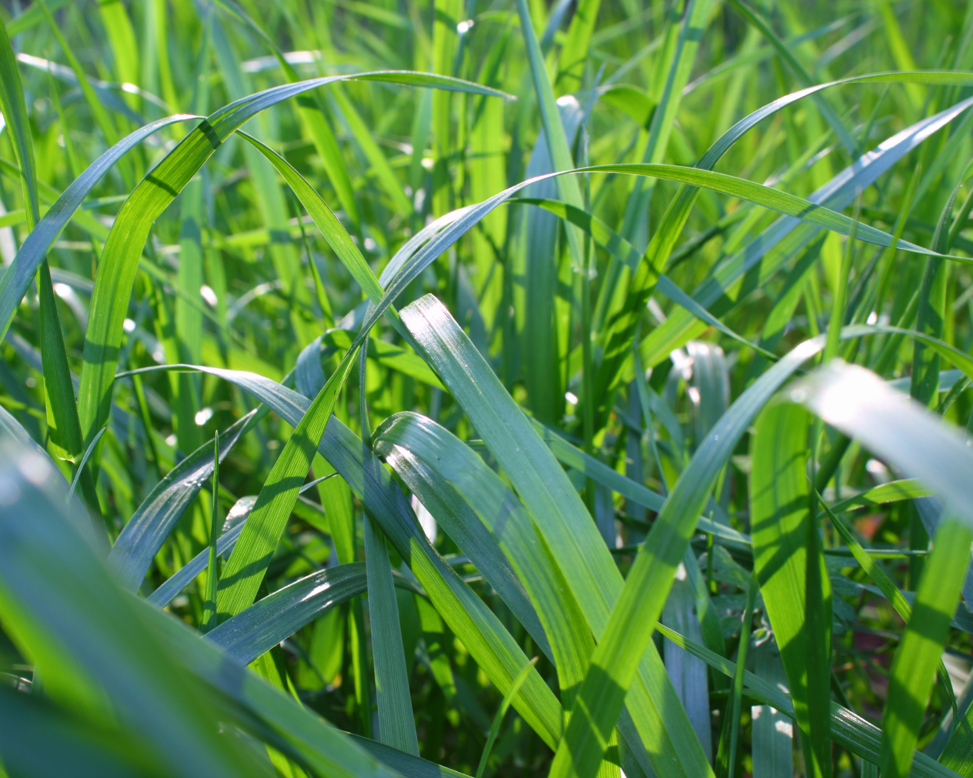 Fescue grass