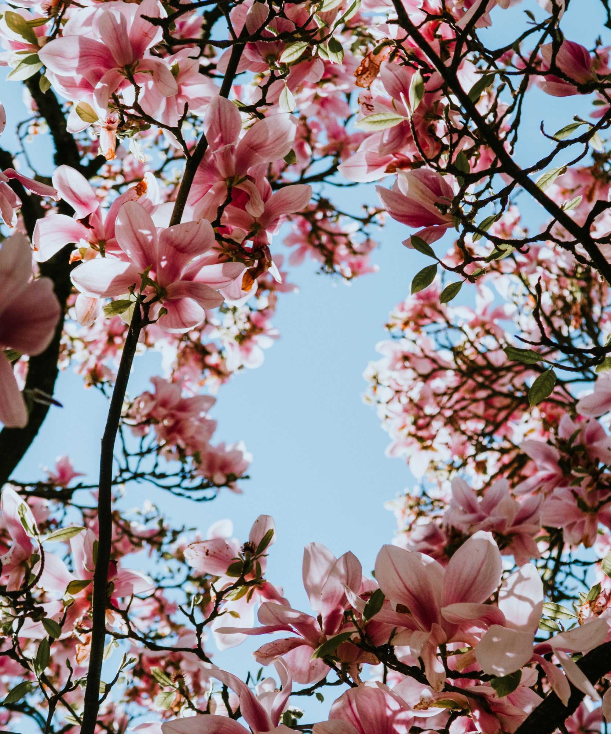Magnolia flowers against a blue sky