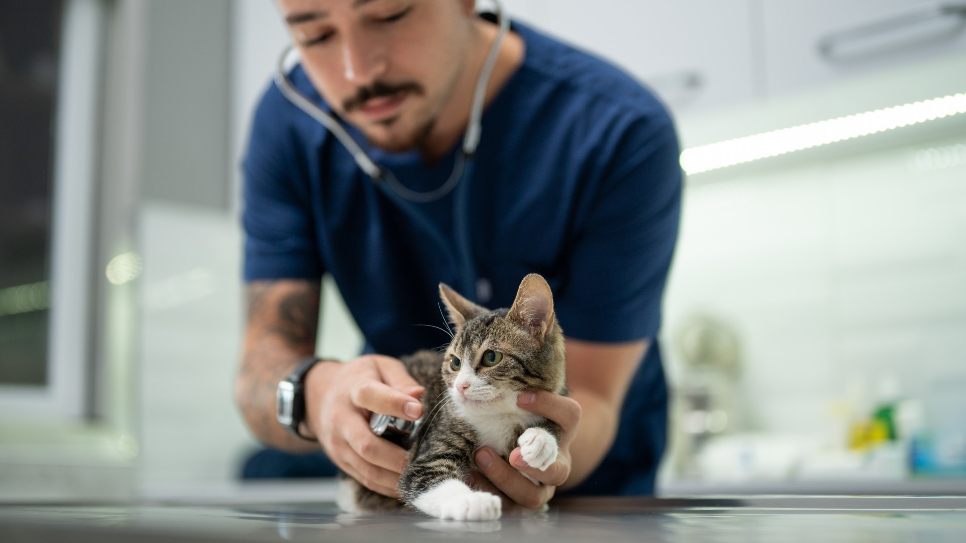 kitten at the vet