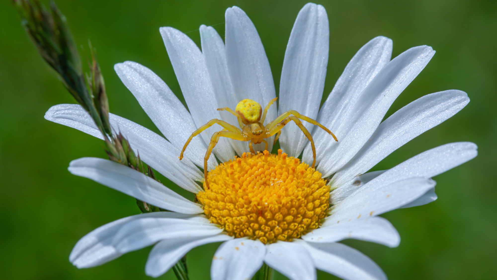 A Goldenrod Crab Spider waiting for a prey in his natural environment in the Laurentian forest of Canada.
