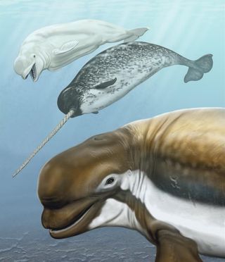 A large brown and white ancient beluga whale in the foreground, with its modern narwhal and beluga cousins in the back. 