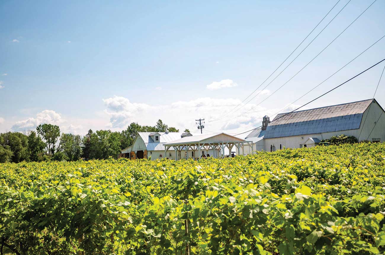 Vignoble Mas des Patriotes,southeast of Montreal