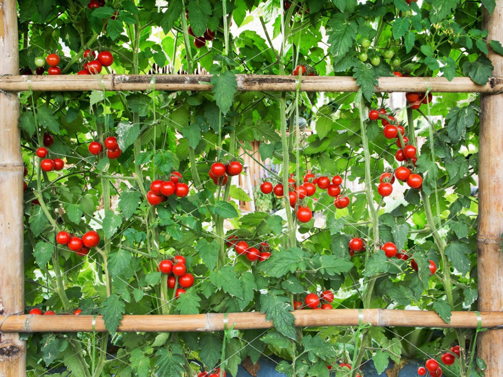 Growing Tomatoes On An Arch – How To Build A Tomato Archway