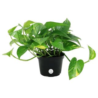 Pothos plant in a black container