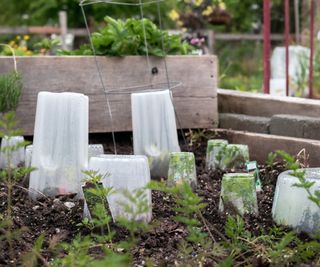 Plastic cloches in a vegetable garden