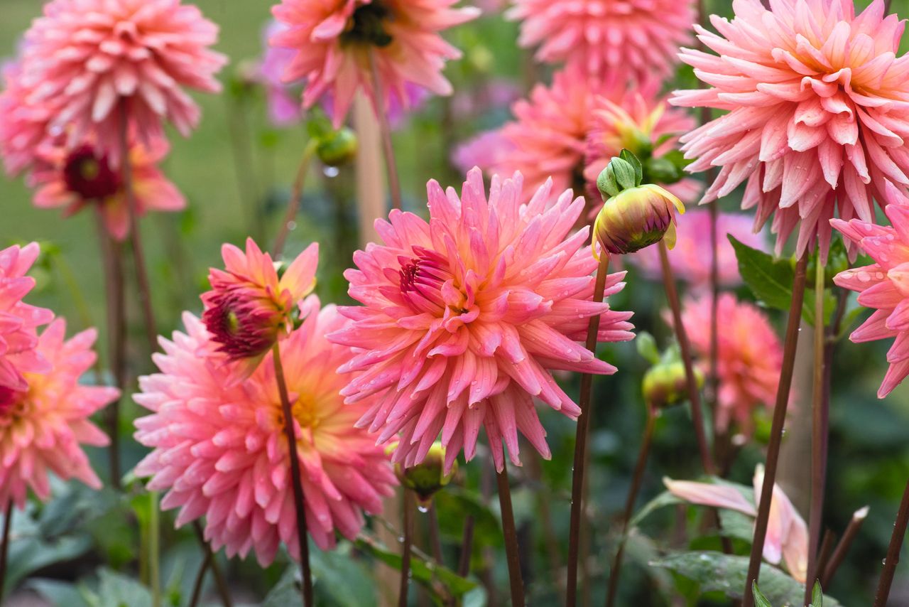 dahlia polventon
