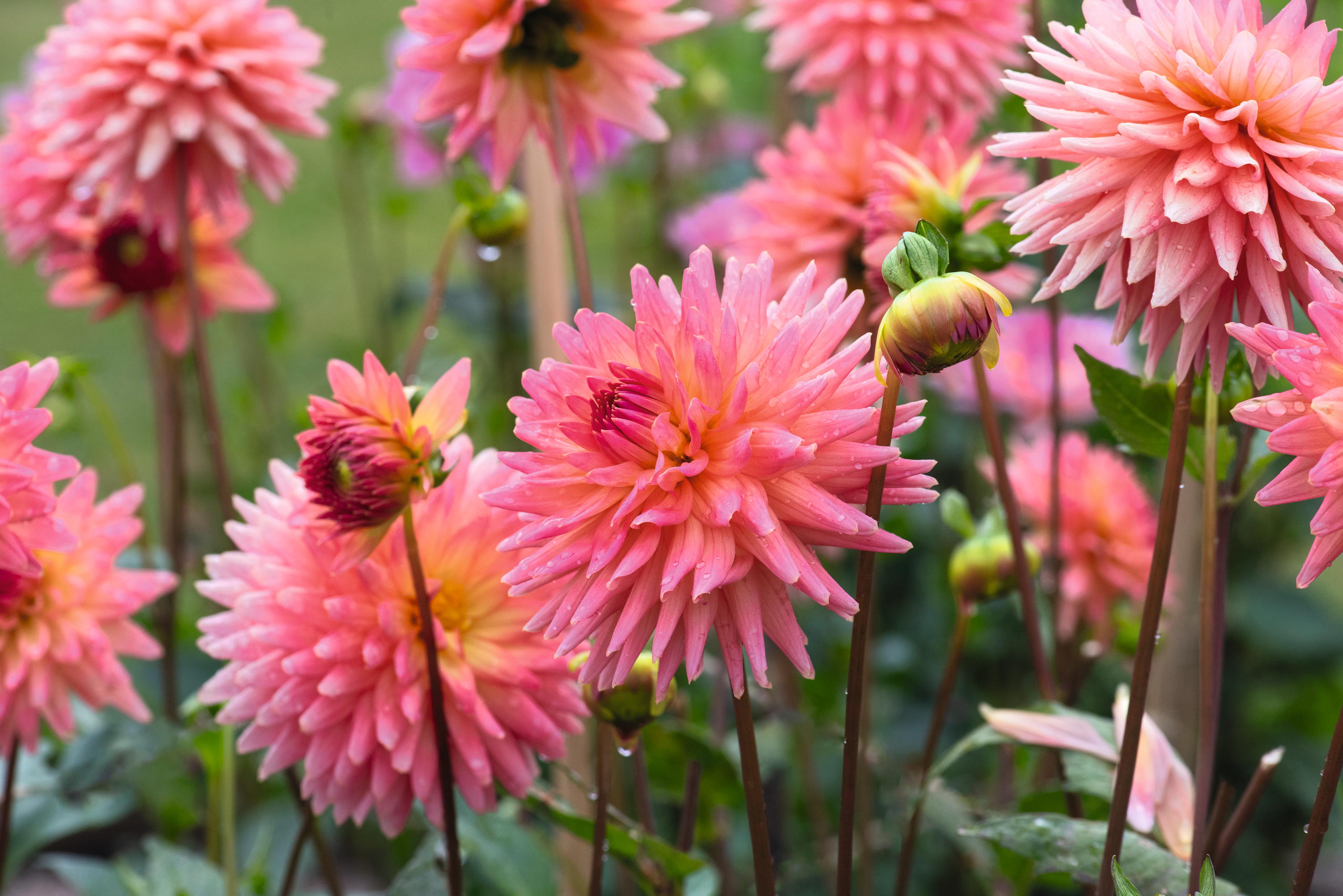 dahlia polventon