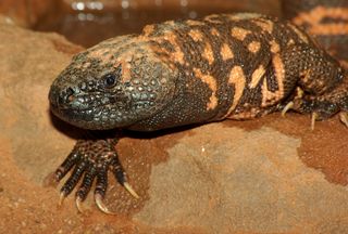 Gila monster claws