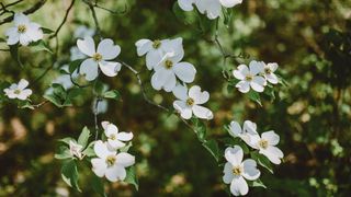 Dogwood in blossom with white flowers