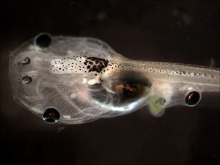 tadpole with eye on its tail