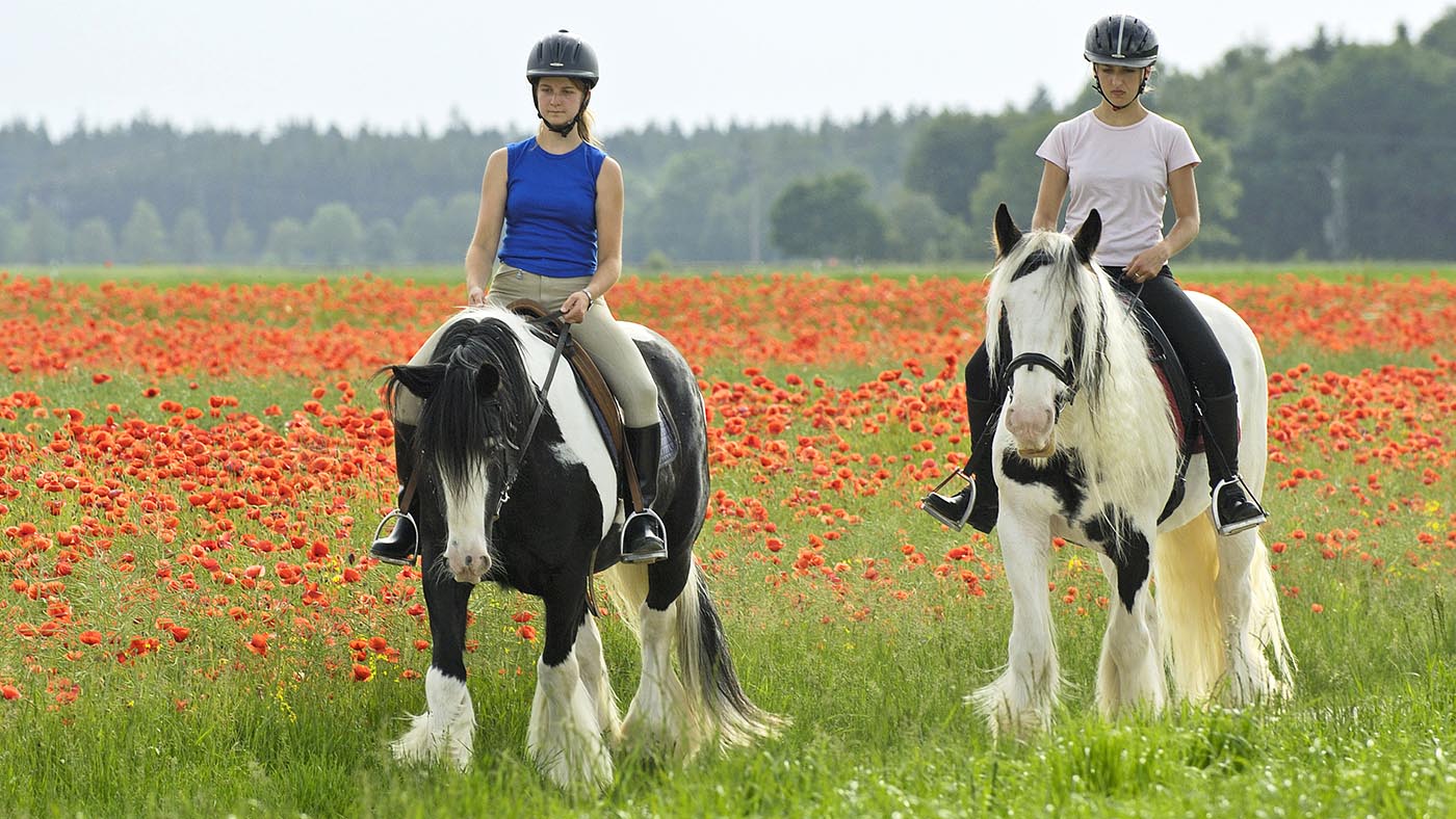 Tinker, Gypsy Cob. Two girls riding Irish Cobs