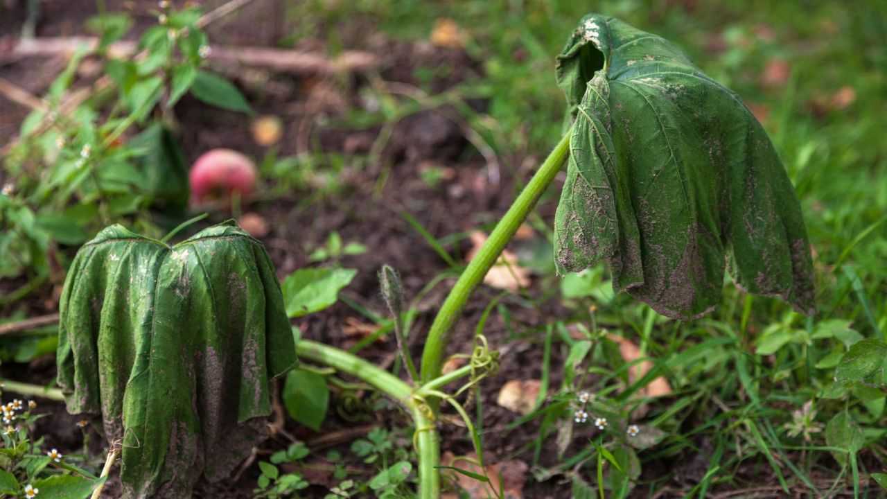 Wilted squash leaves