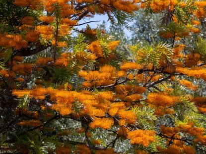 Grecillea Tree With Green And Orange Branches