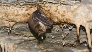 a Greater mouse-eared bat (Myotis myotis) hanging from a cave ceiling