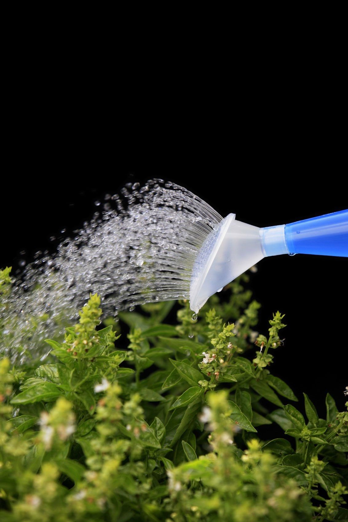 Basil Plant Being Watered