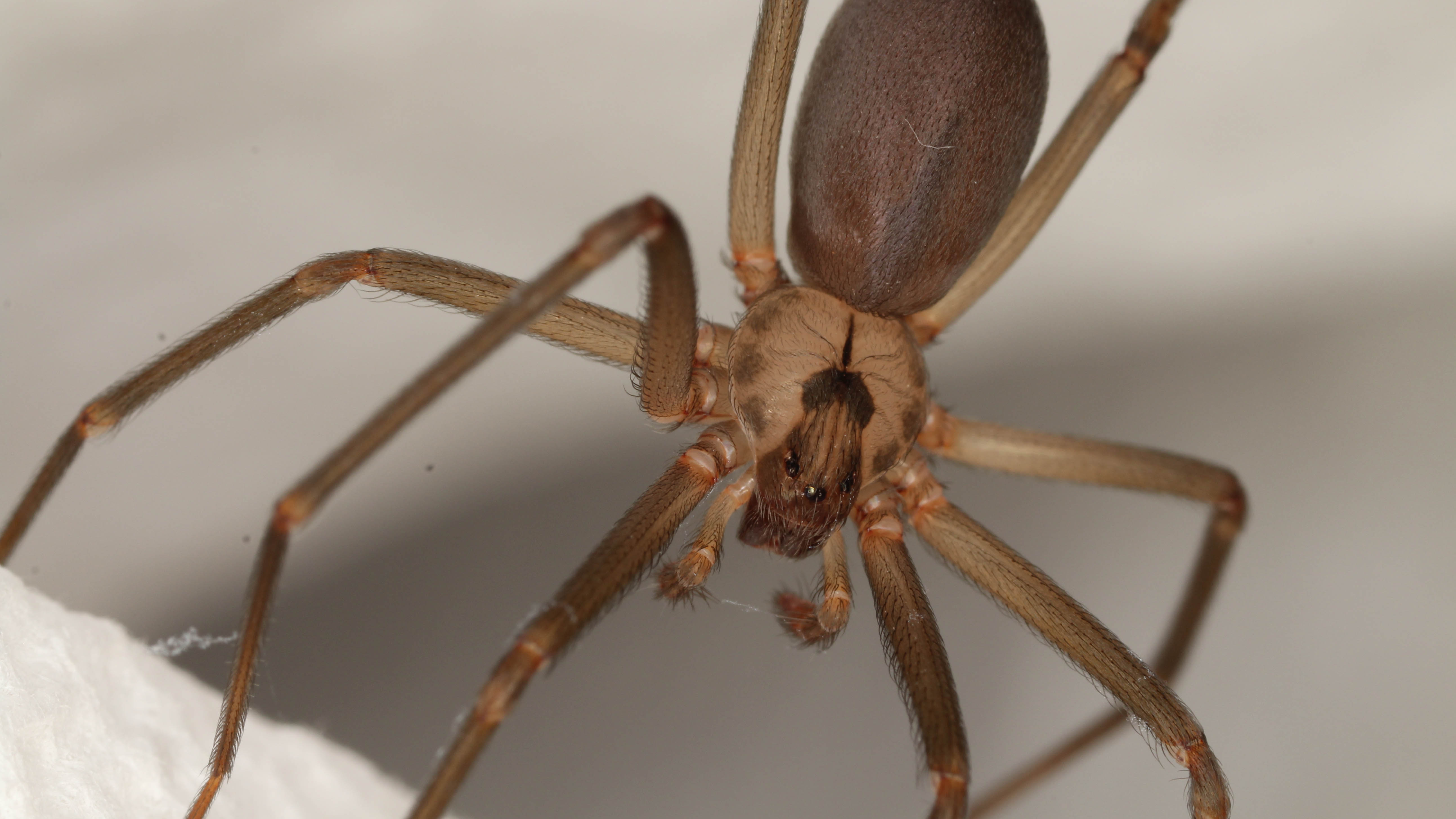A close up of a Brown Recluse spider