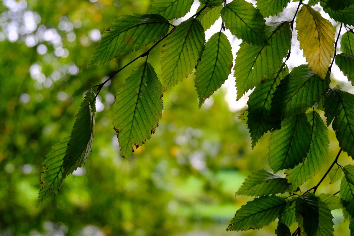 Fujifilm X-S10