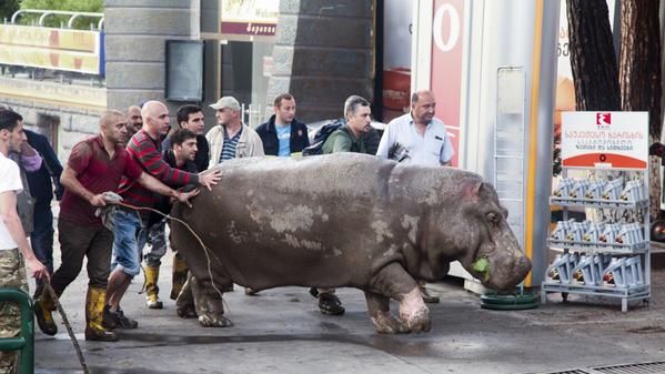 A hippo is helped after it escaped from a zoo in Georgia.