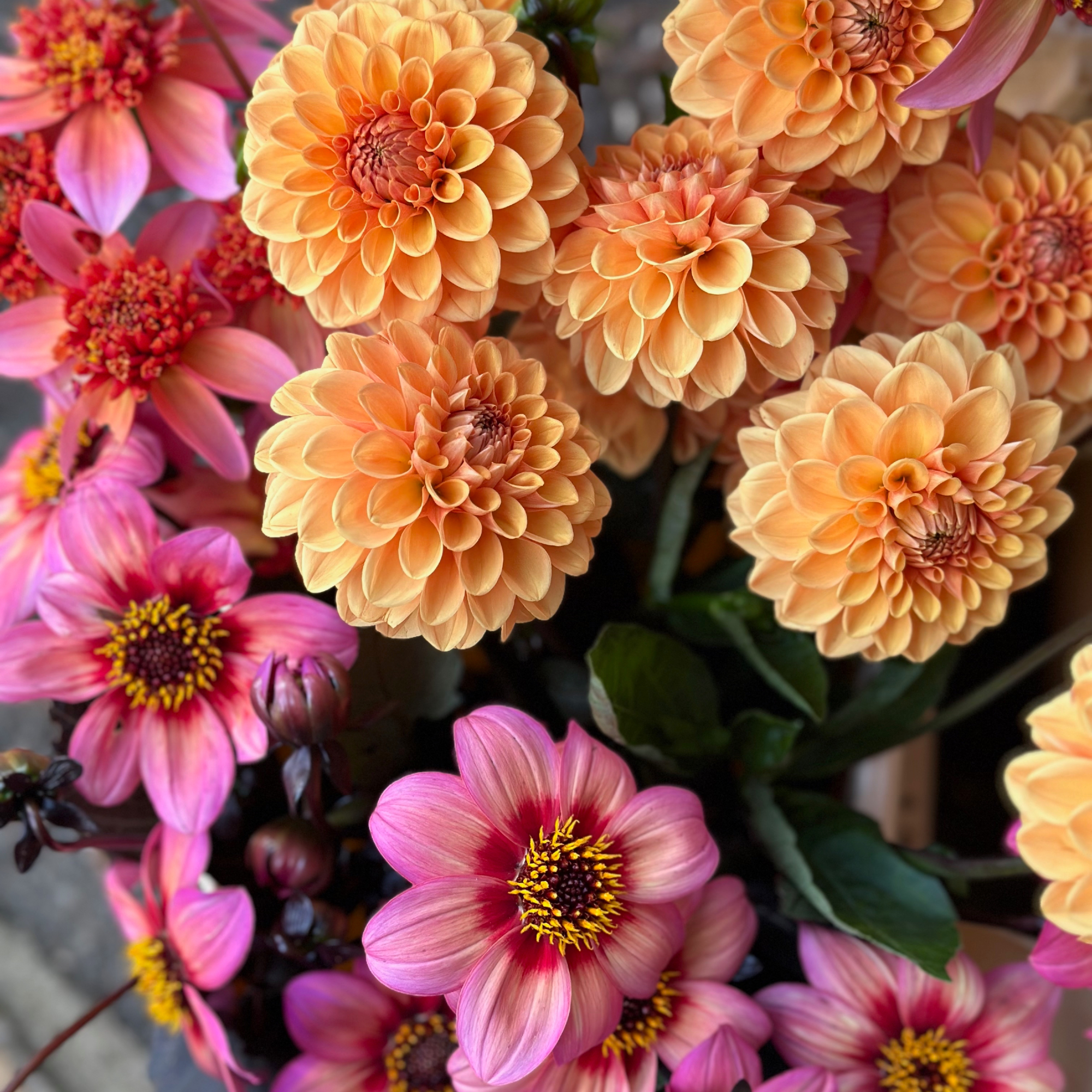 orange and pink dahlias
