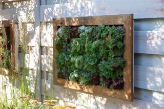 vertical gardening with succulents