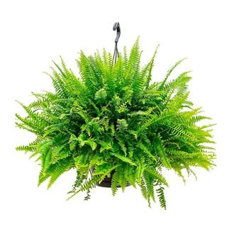 hanging potted boston fern plant