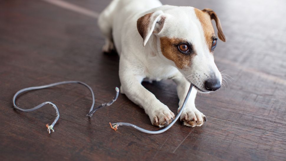 View of Pica in dogs: Vet’s guide to symptoms, causes and treatment | PetsRadar