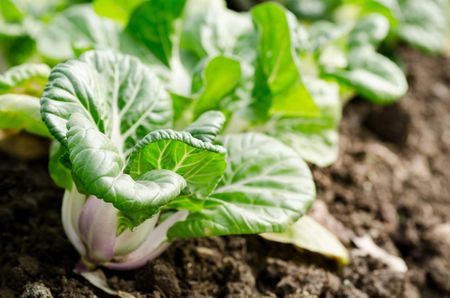 bok choy plant