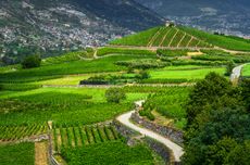 Vineyards and a road in Aymavilles. Aosta Valley, Italy