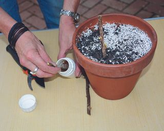 Dipping hardwood cuttings in rooting powder to put in pots
