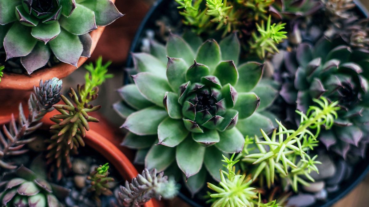 artificial potted plant with pot Mauve Fake Flower and Milkweed Grass Potted Plant main image 0