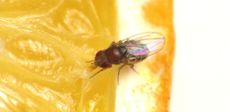 cold-blooded animals, fly, temperature