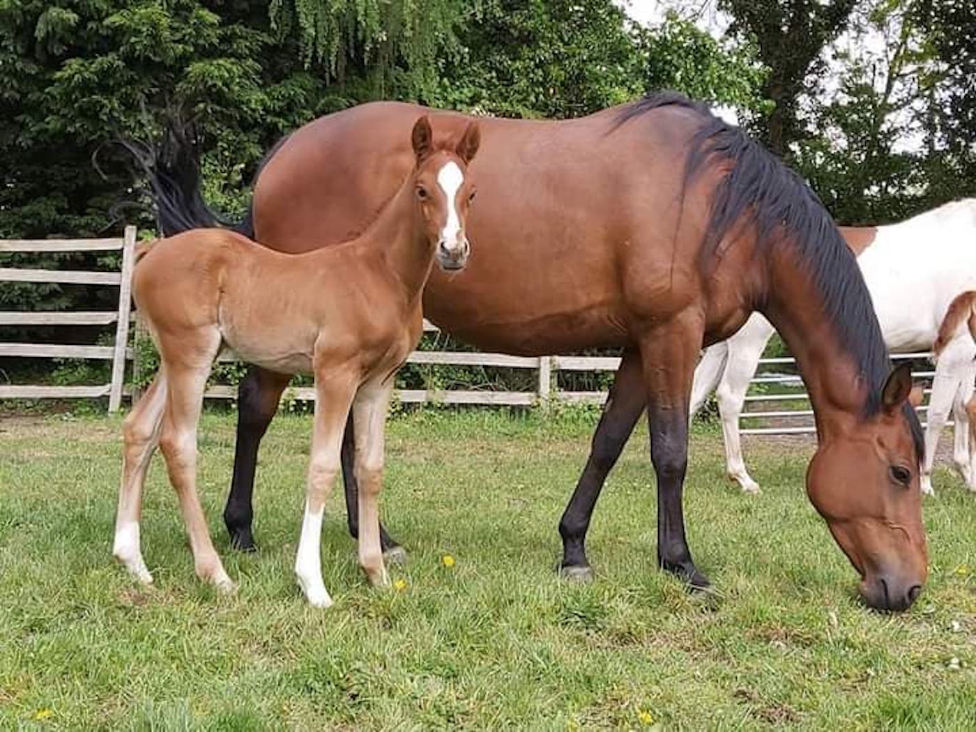 Poppy and foal