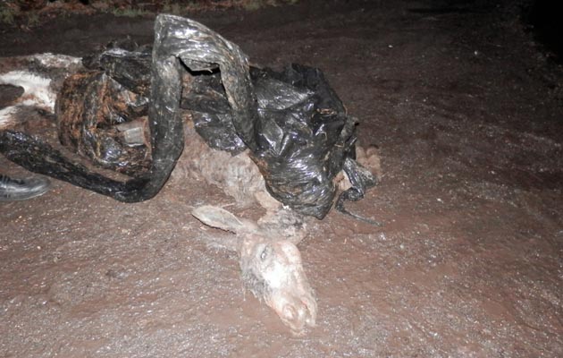Dead foals dumped in Bridgend 2