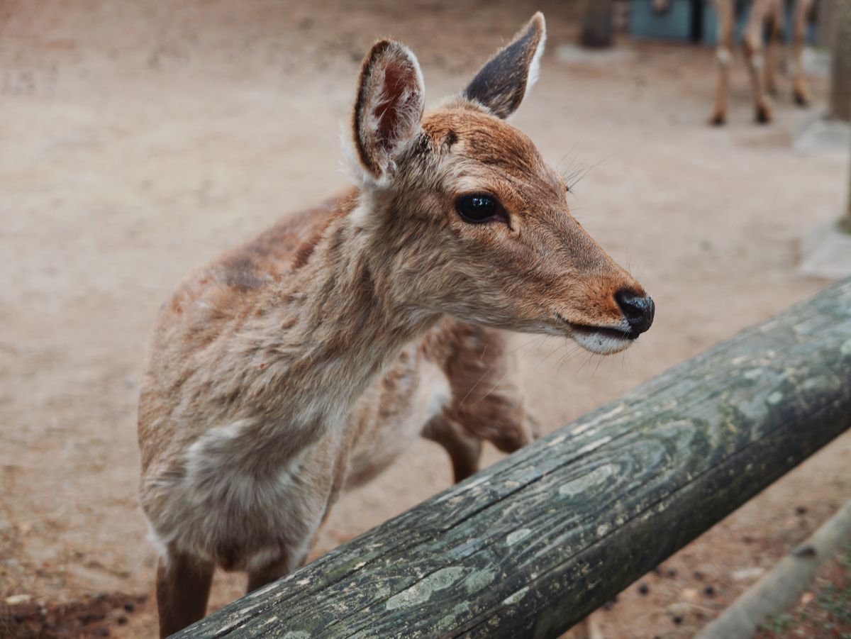 Close-up of a young deer standing behind a wooden rail.