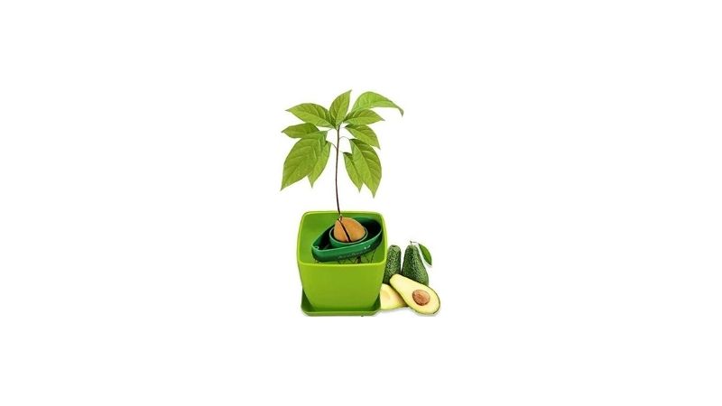 best avocado tree