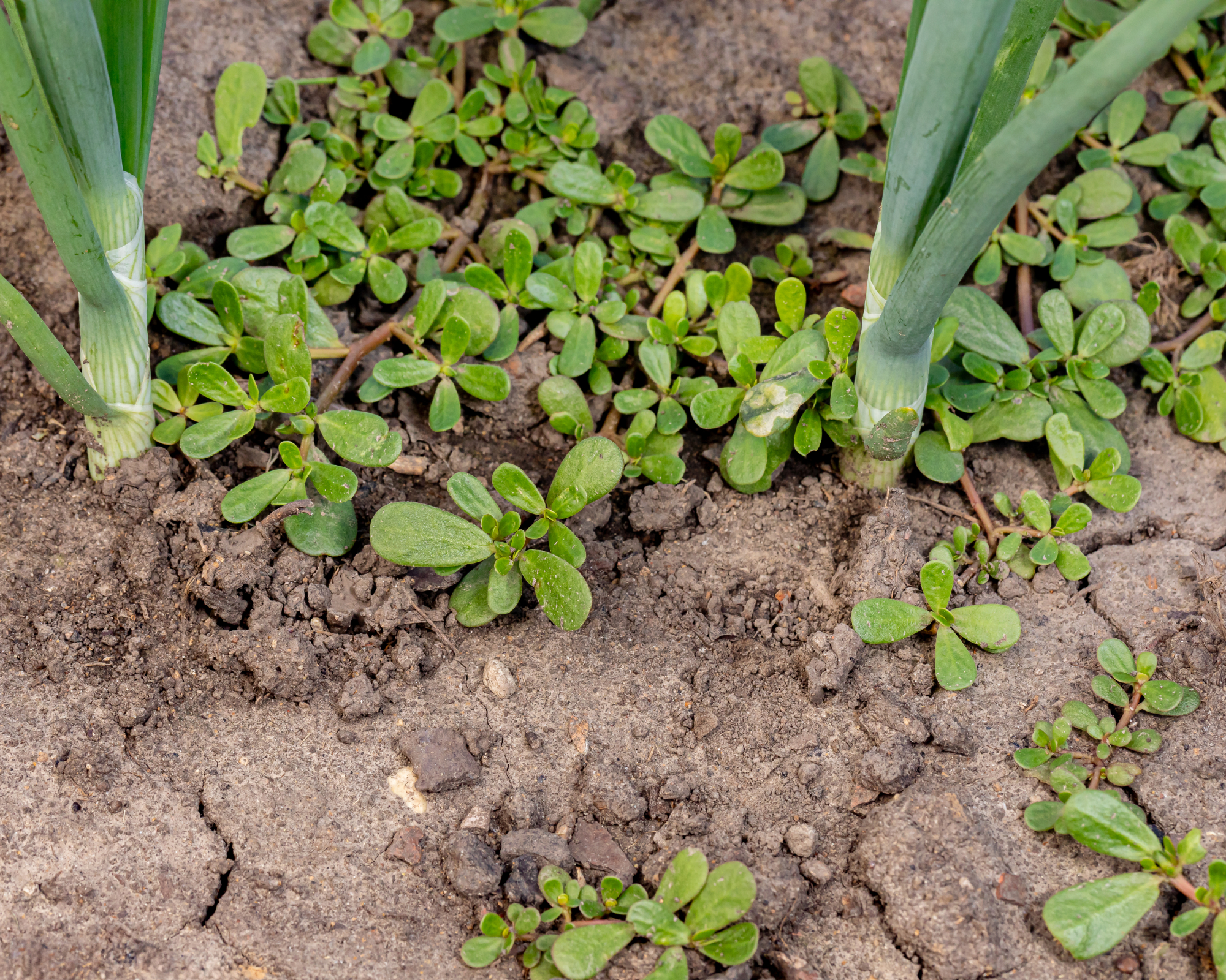 Gardening, edible weed identification and control concept.