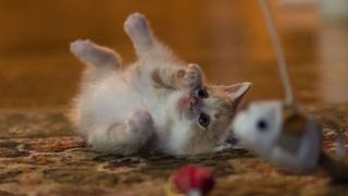 A kitten rolling on its back, playing with a toy