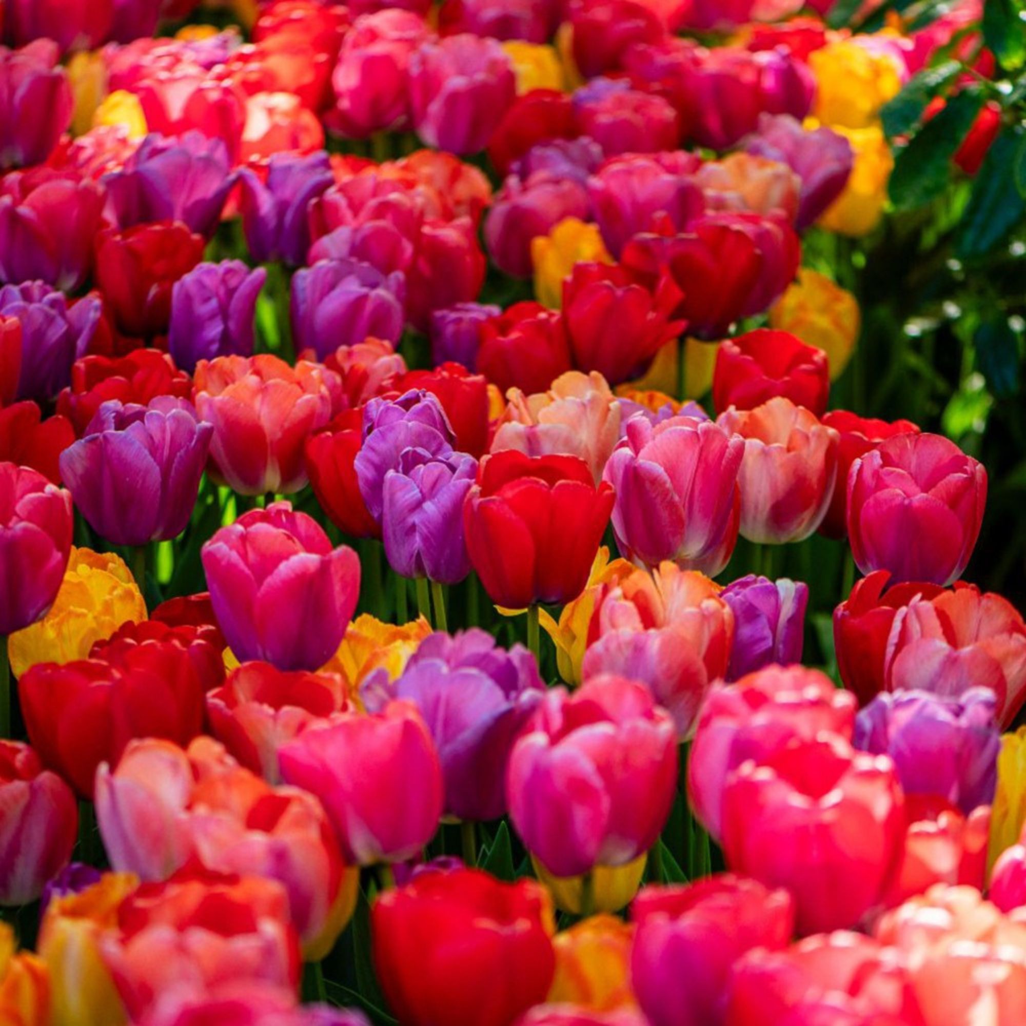large tulips