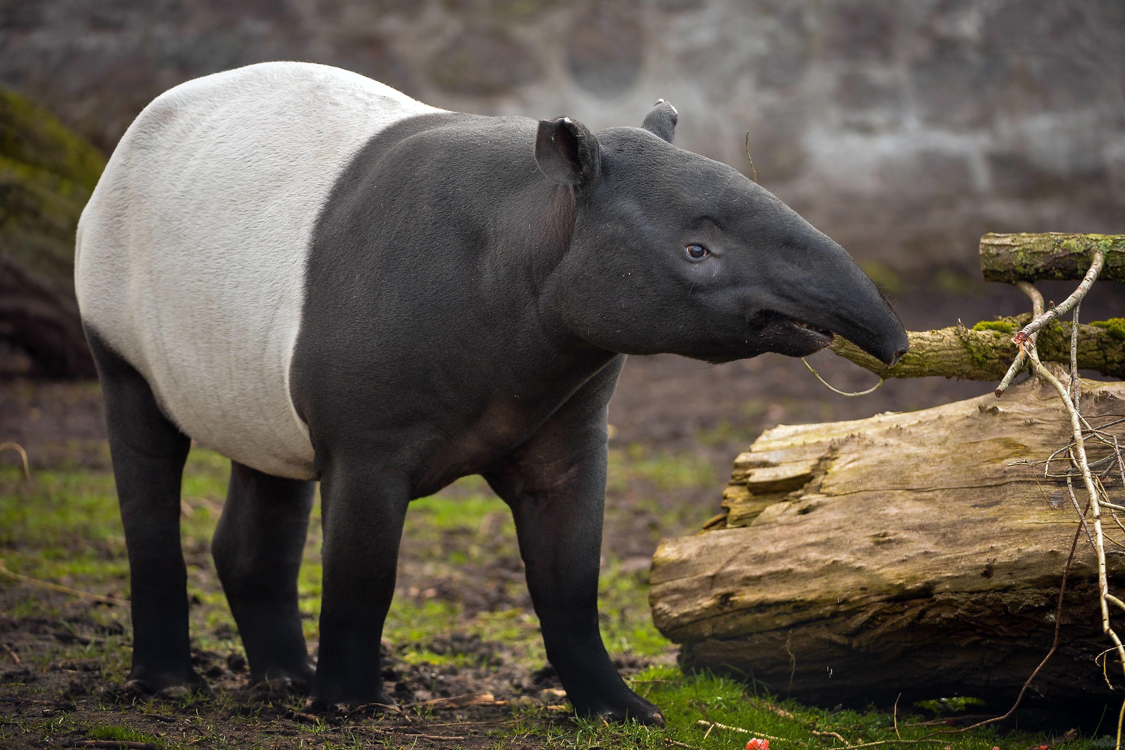 TV tonight Malayan Tapir Margery.