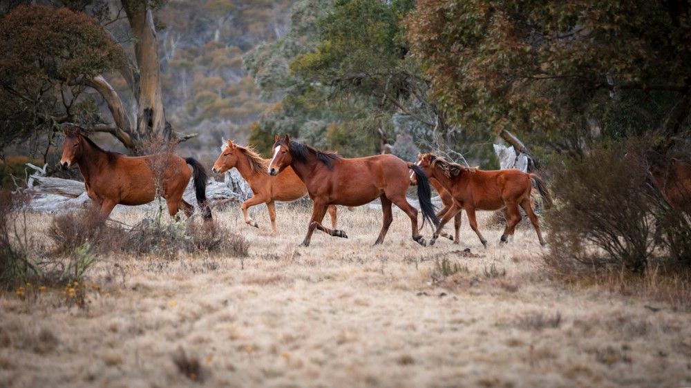Australia plans to cull over 10,000 wild horses, but scientists say it's not eno..